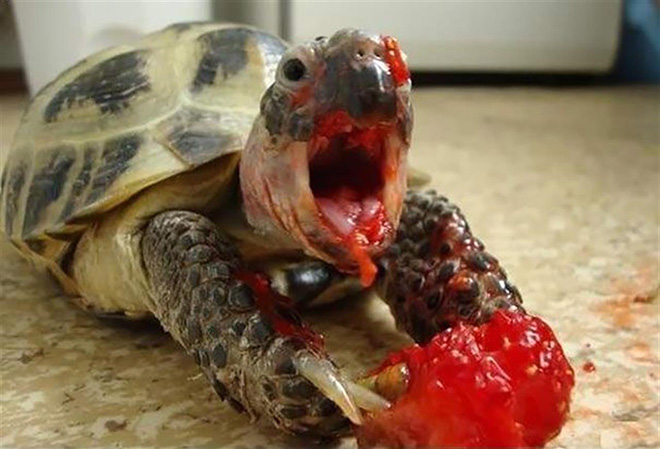 Image representing post: Did You Know That Animals Eating Strawberries Look Terrifying?