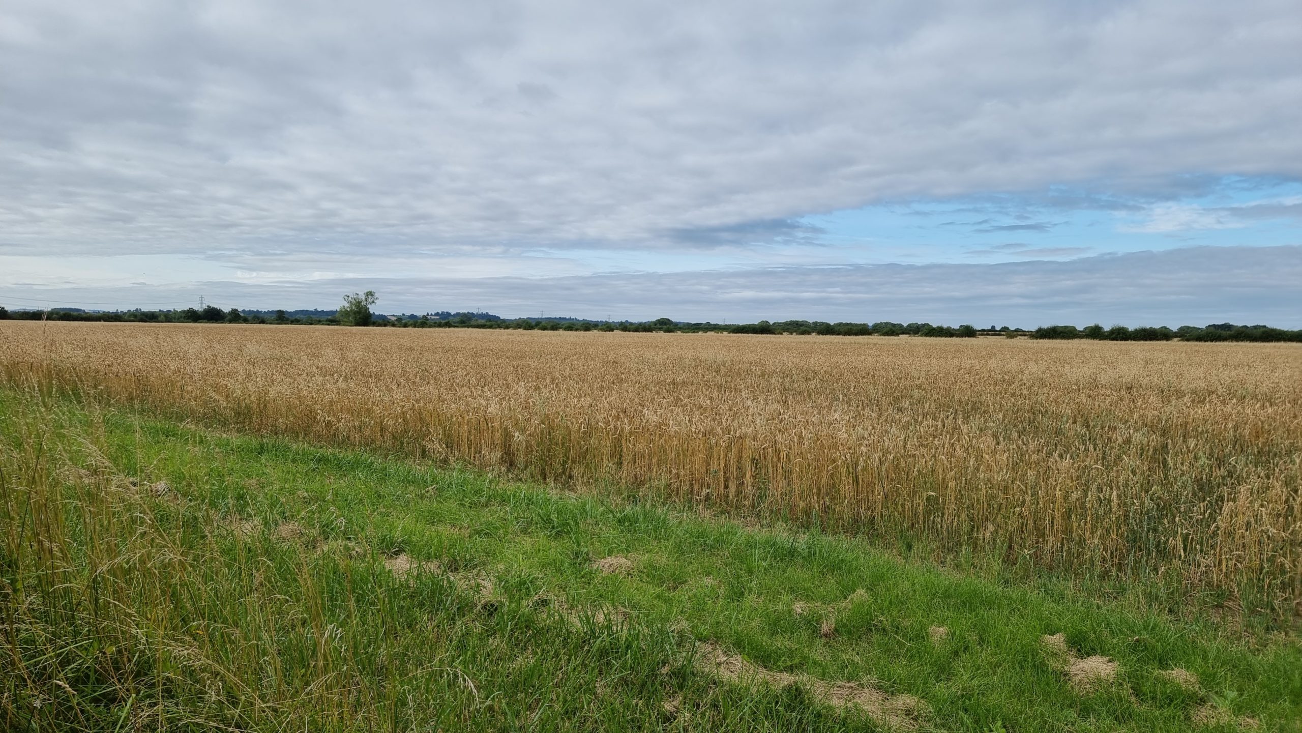 Full image of Field of corn.