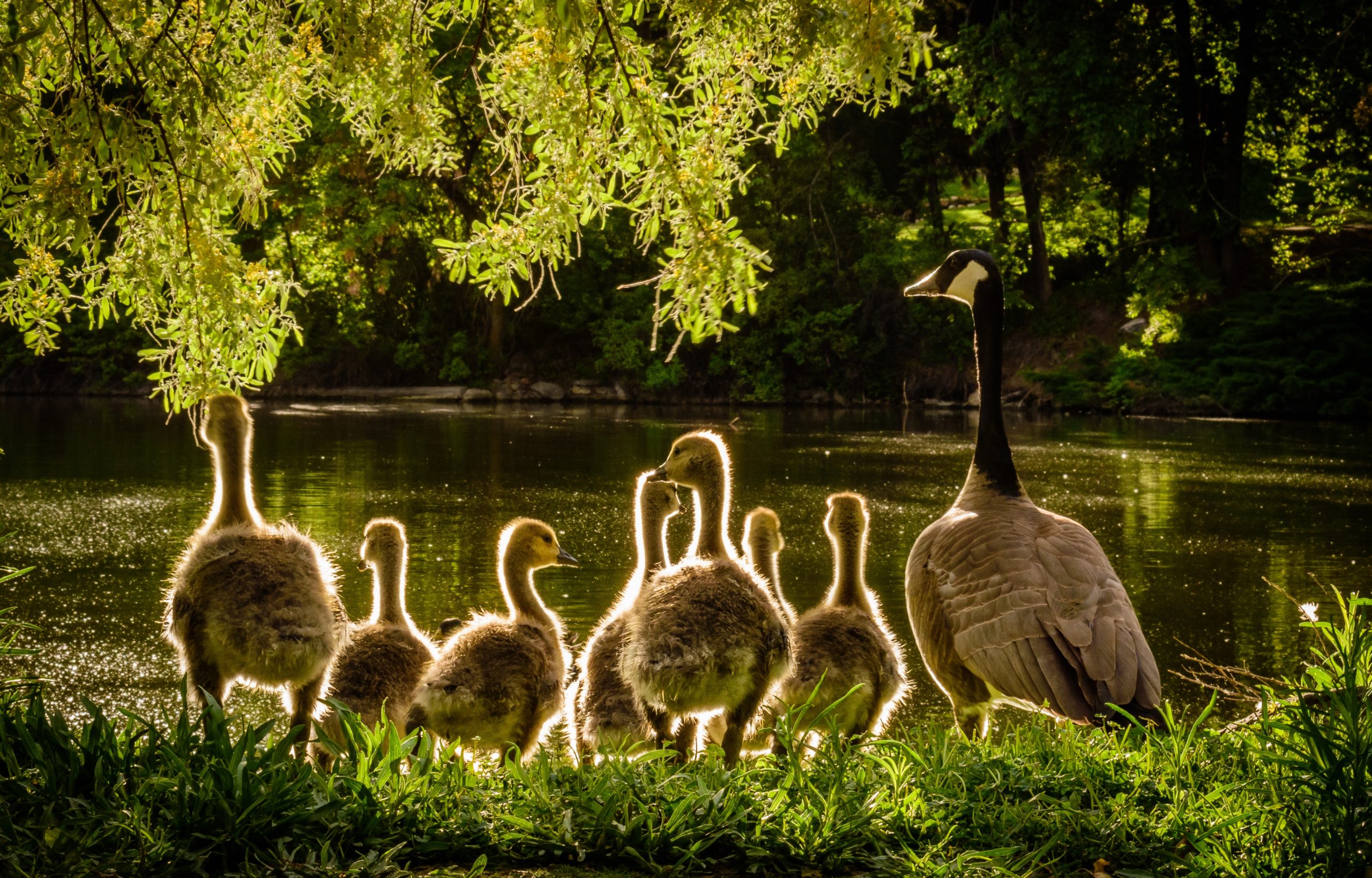 Full image of A Canada goose at a waterside accompanied by seven goslings. Photo by Brandon Montrone from Pexels.