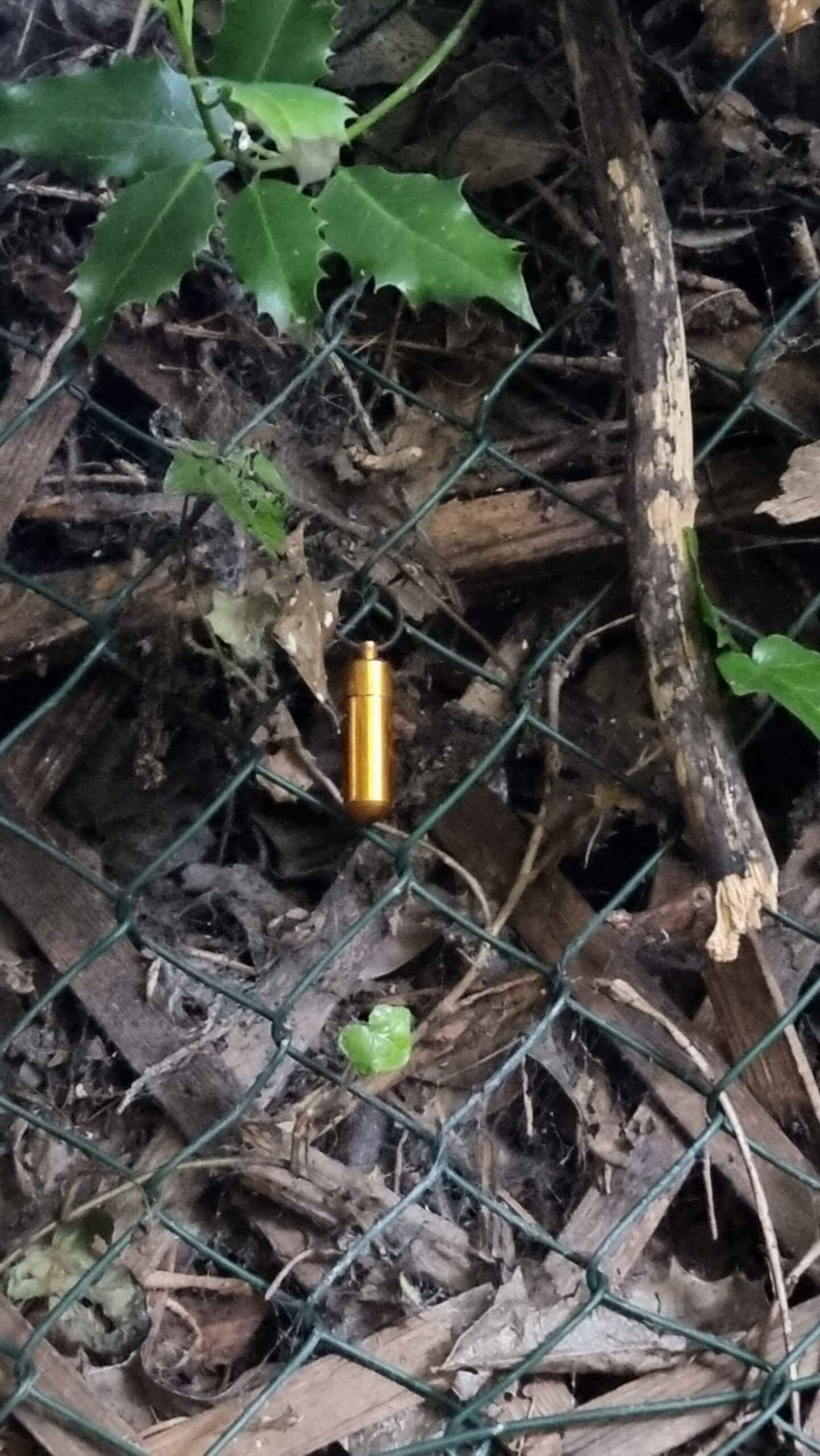 Full image of Geocache hanging on a fence, near holly leaves