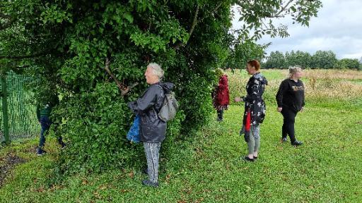 Members of Dan's family hunt through the ivy of a tree.
