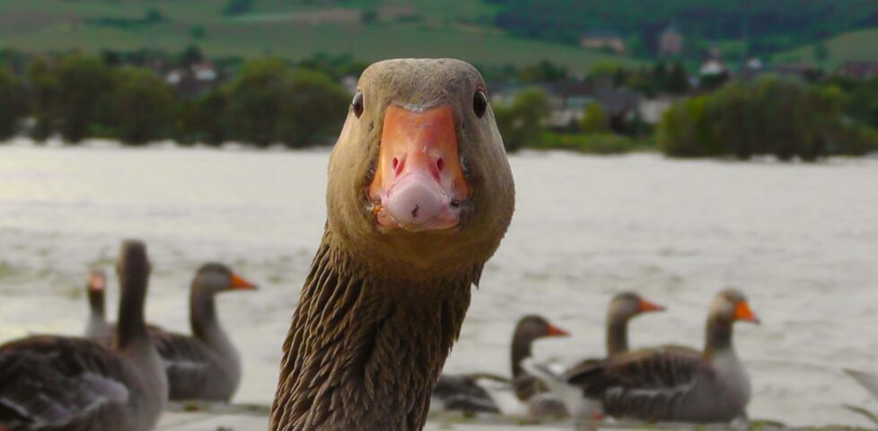 Face of a gosse, looking into the camera. Other geese can be seen swimming in the background.
