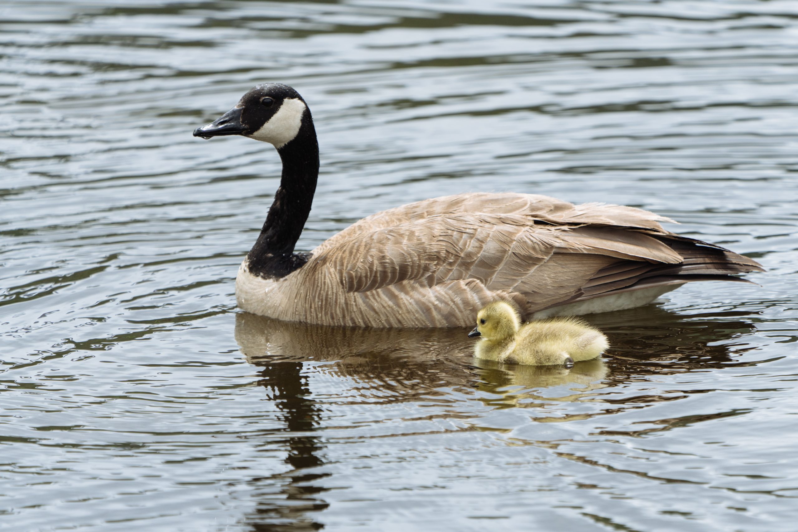 Full image of A Canada goose and young gosling swim together, side-by-side. Photo by Erick Todd from Pexels.