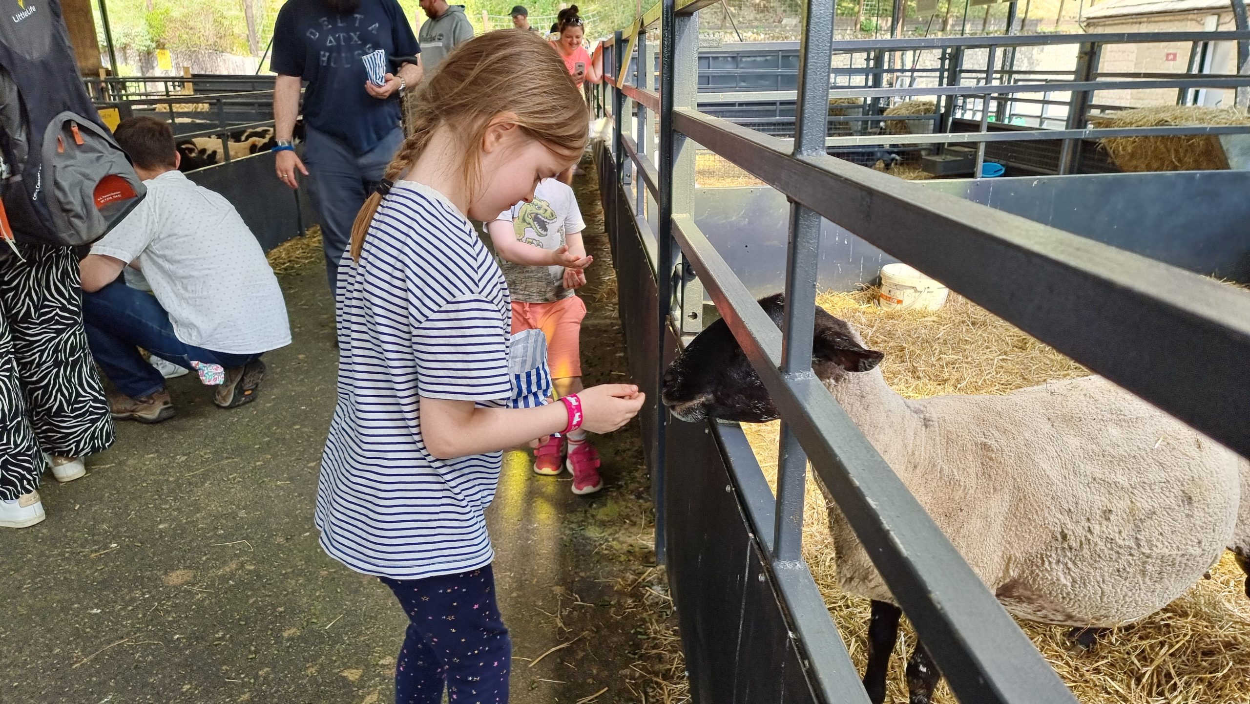 Full image of Feeding a sheep.