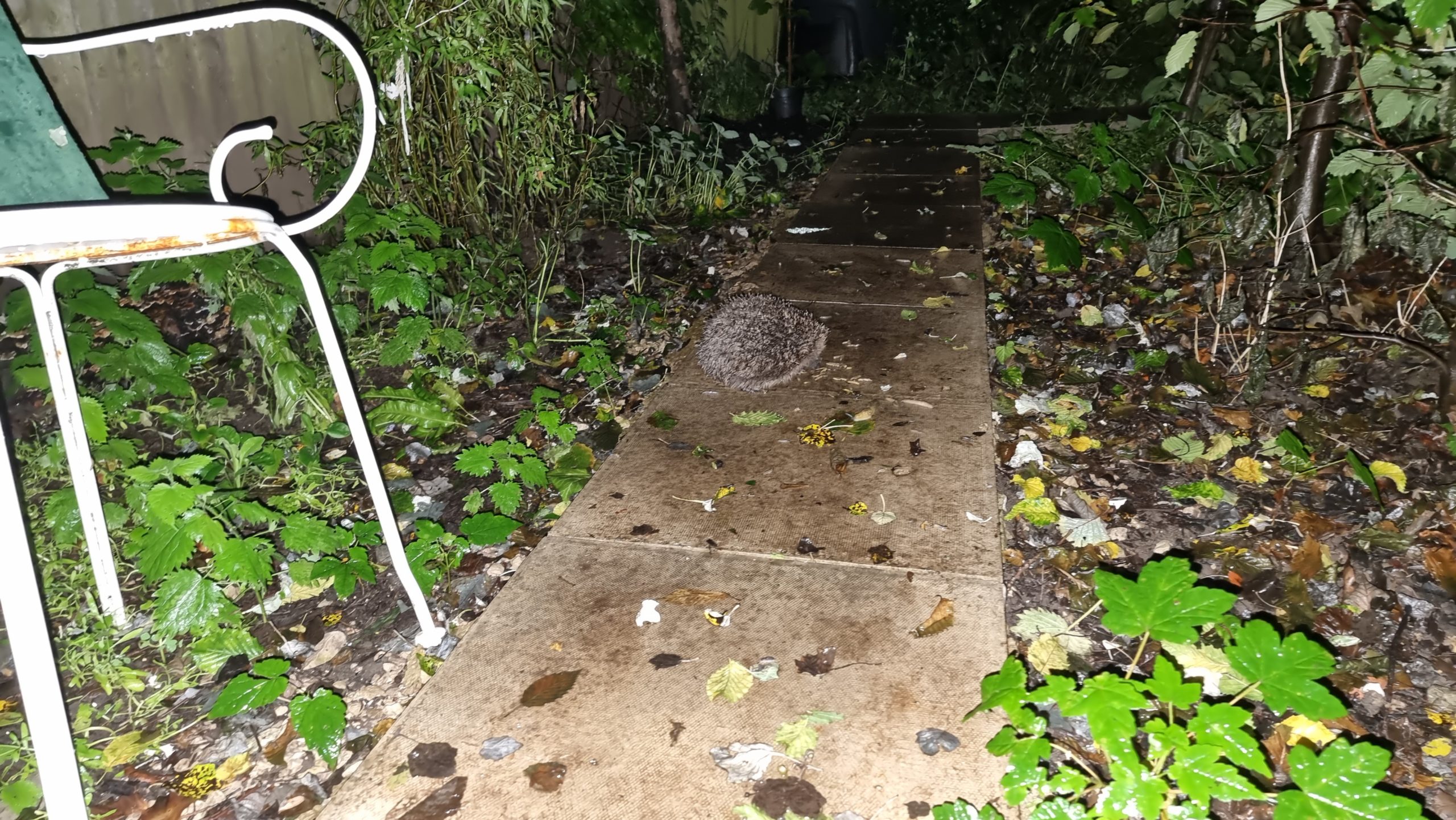 Full image of Hedgehog on a garden path.