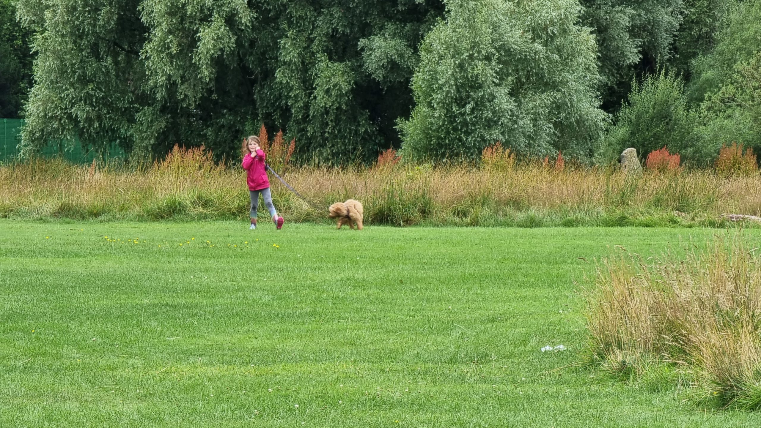Full image of A girl runs with a small dog on a lead.