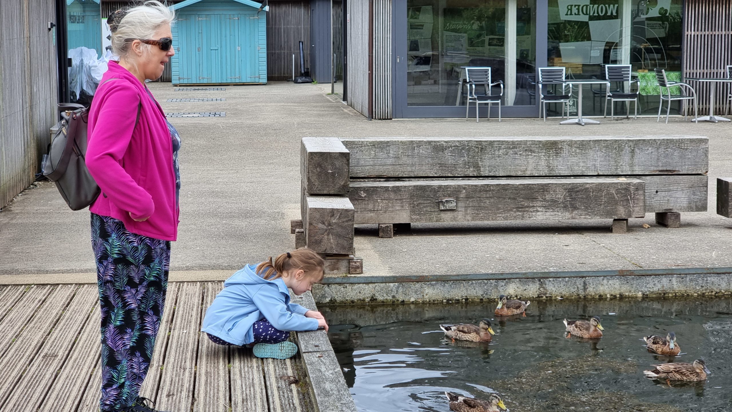 Full image of Ducks approach a girl on a pontoon bridge.