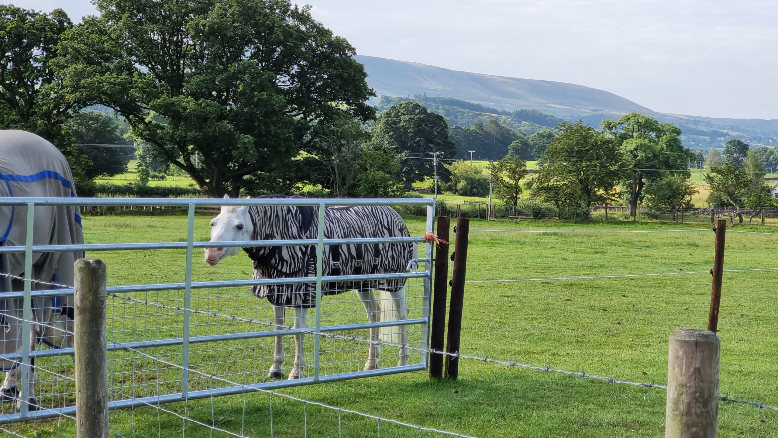 Full image of A horse wearing a zebra-print jacket.