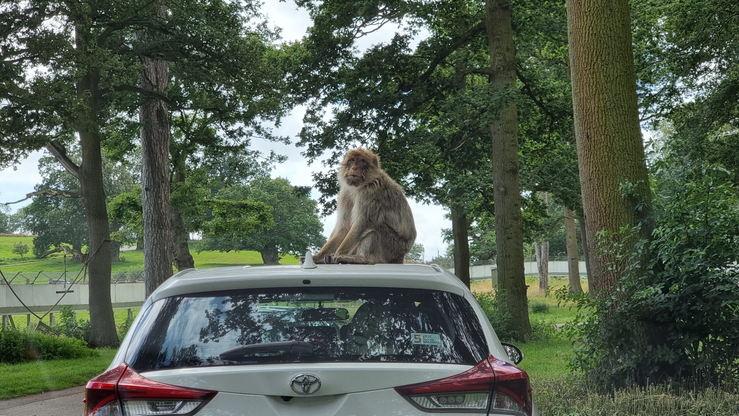 Full image of Monkey on roof of car.