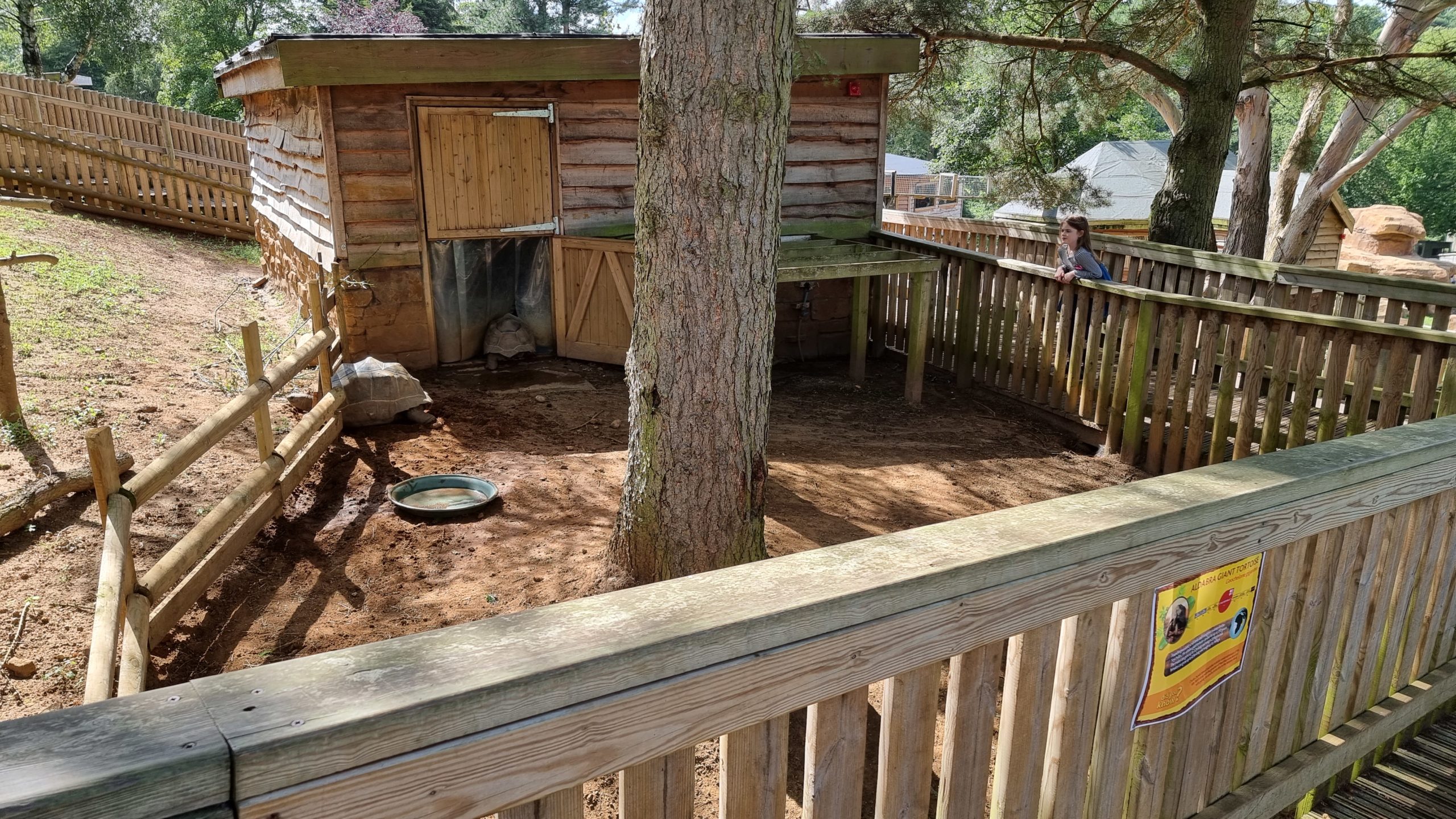 Full image of A child watches a giant tortoise try to open a gate.