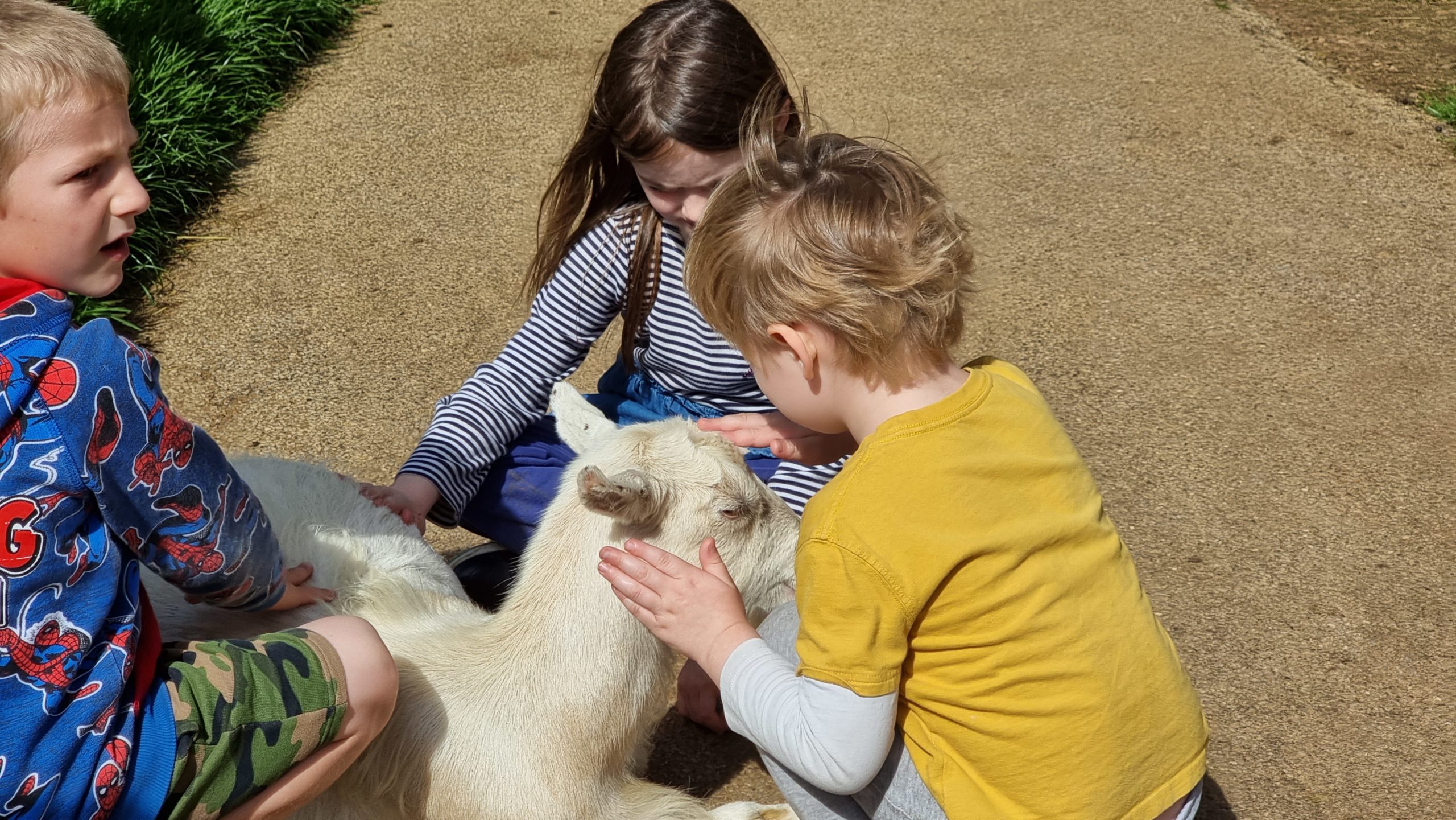 Full image of Children petting a goat.