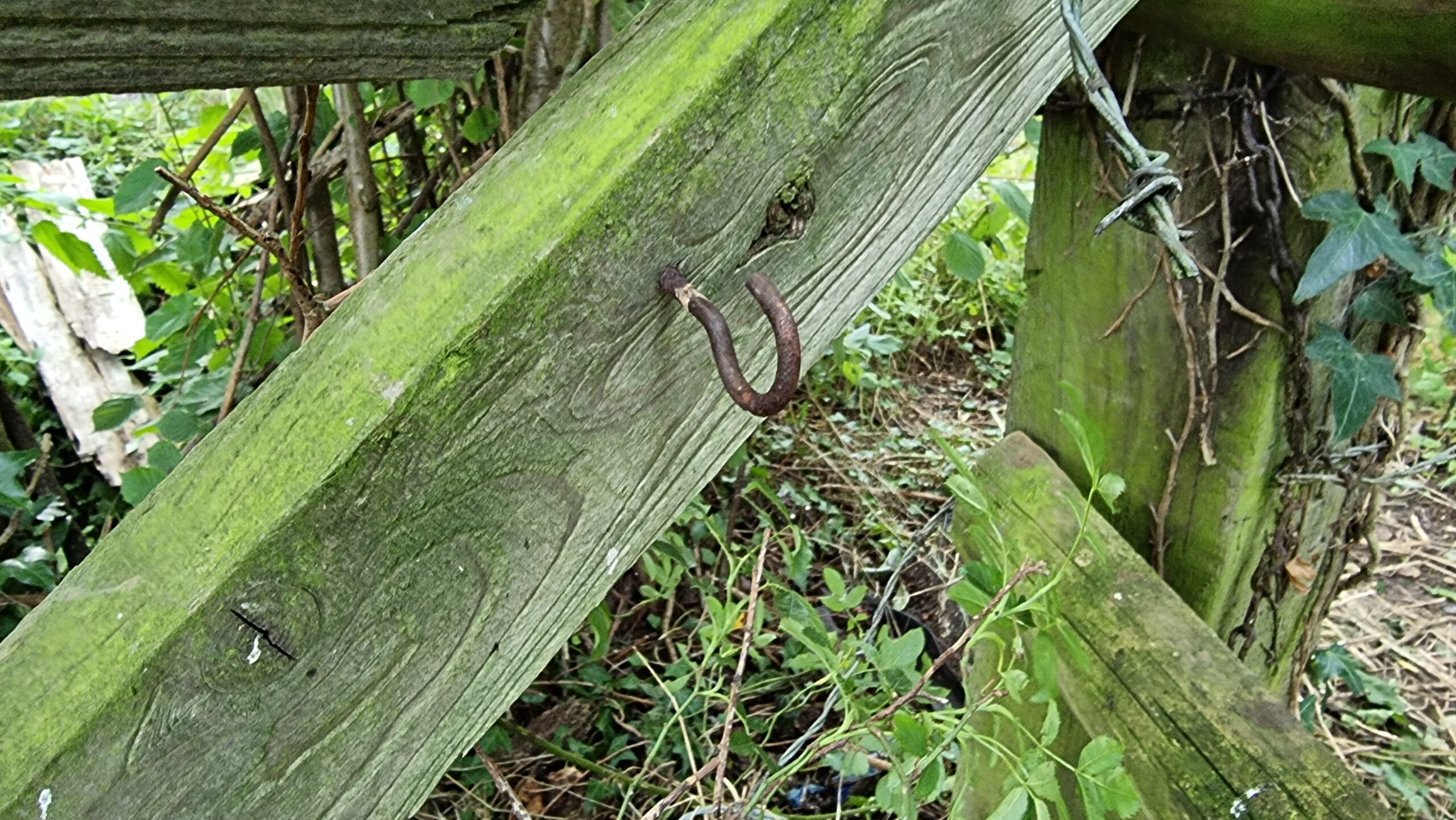 Full image of Empty hook where the geocache used to hang.