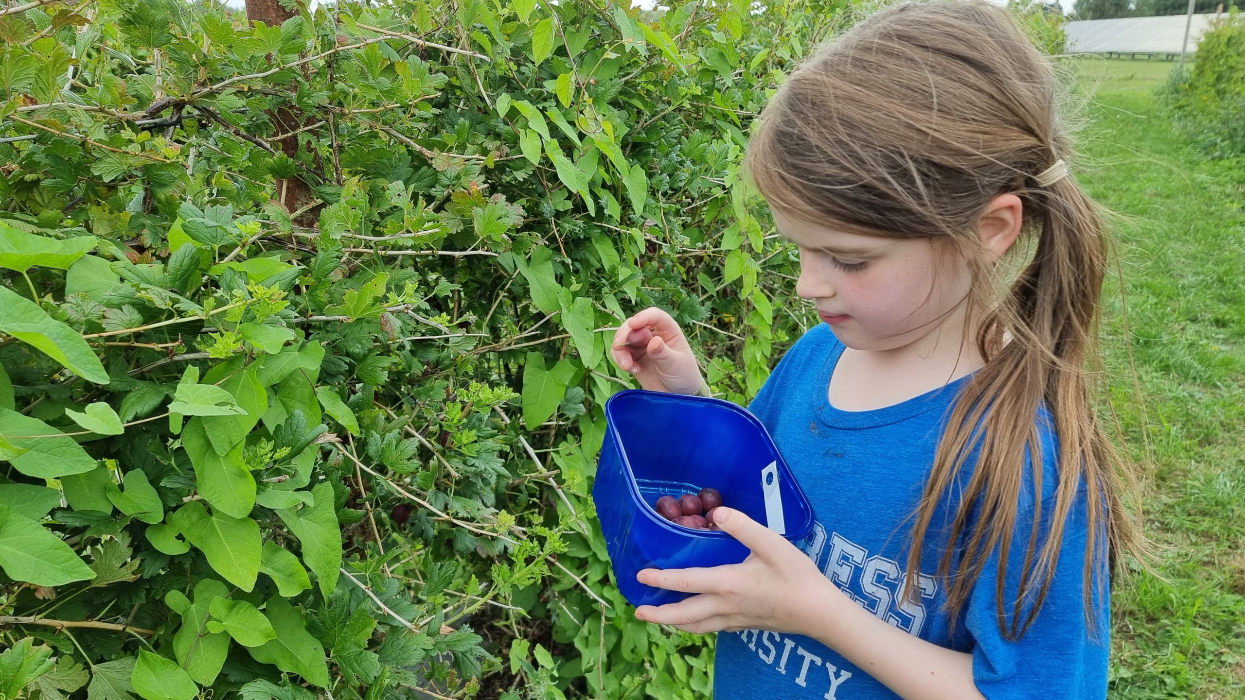 Full image of A girl picks gooseberries.
