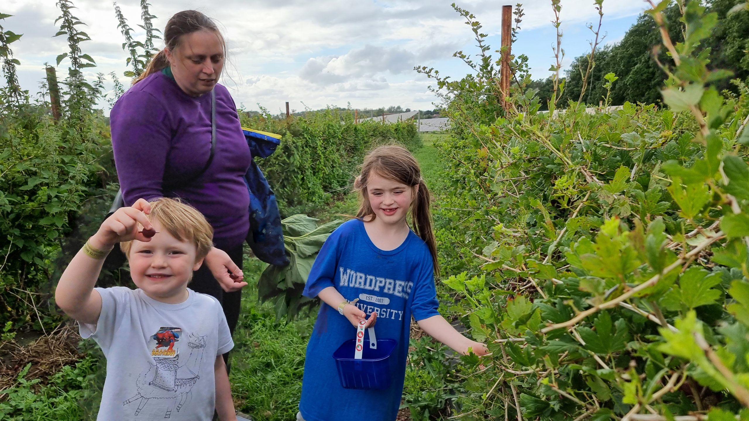 Full image of Ruth and the children pick gooseberries.