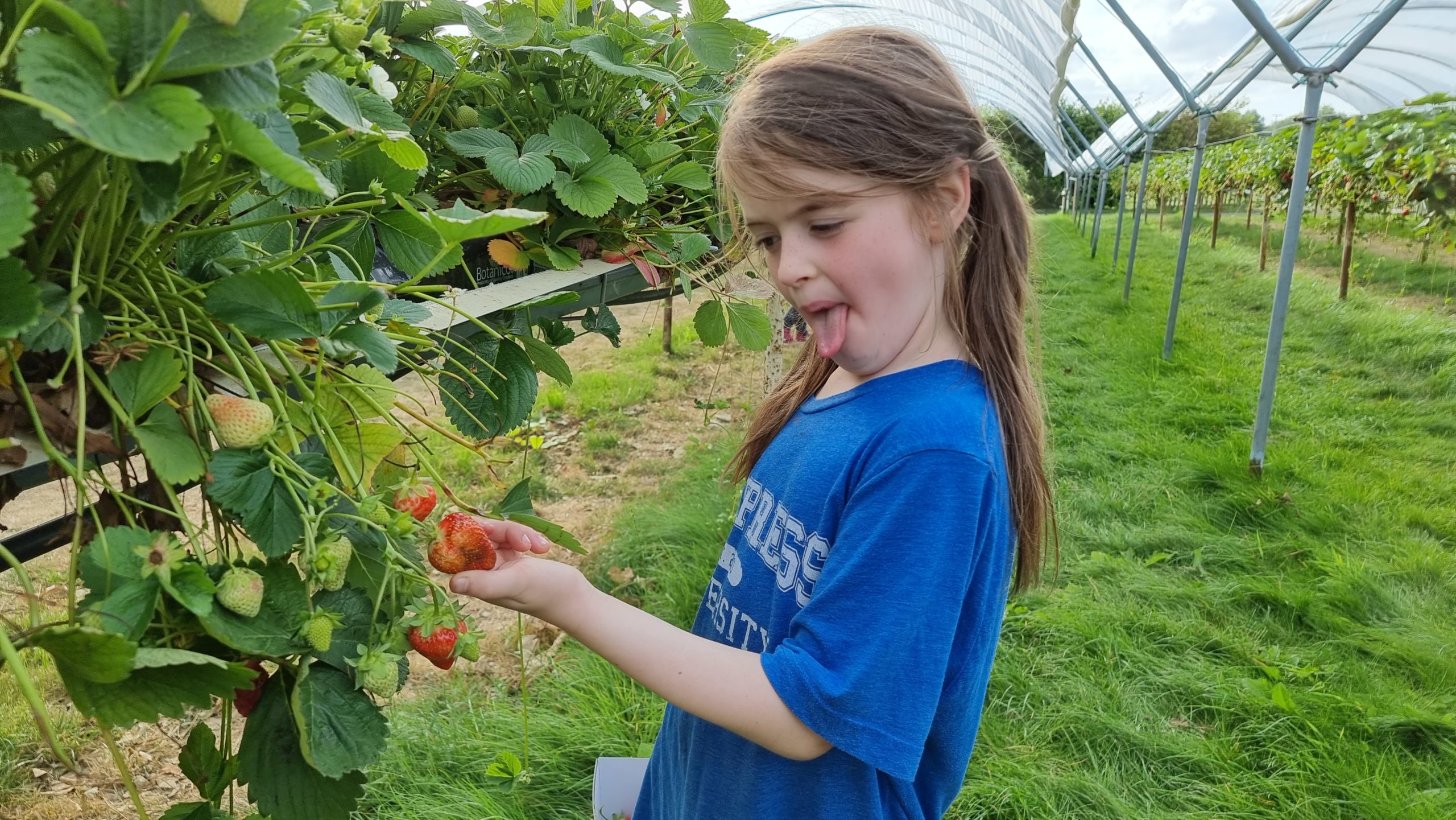 Full image of A girl pulls a face as she looks at a strawberry.