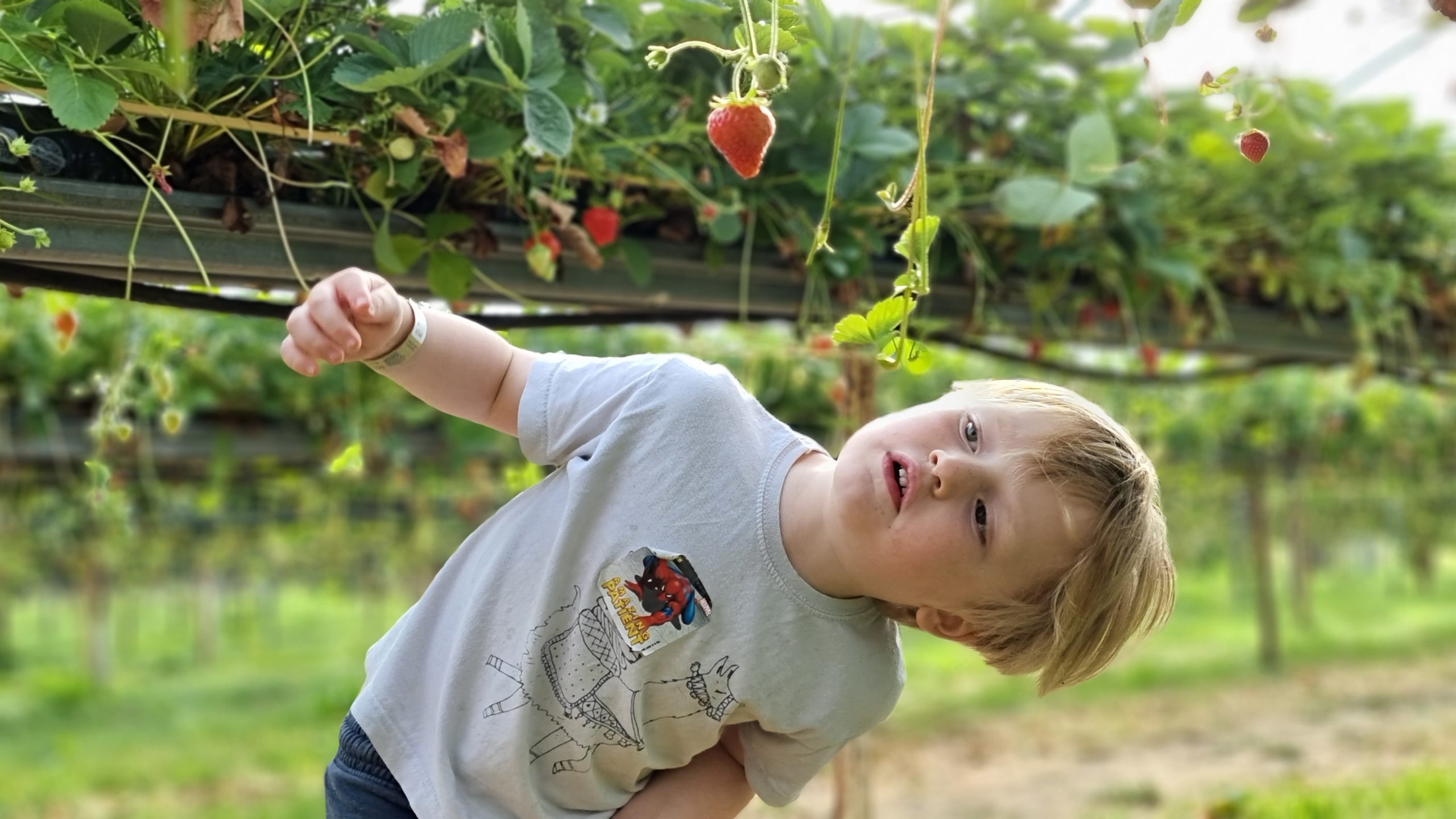 Full image of A boy inspects a strawberry on a vine.