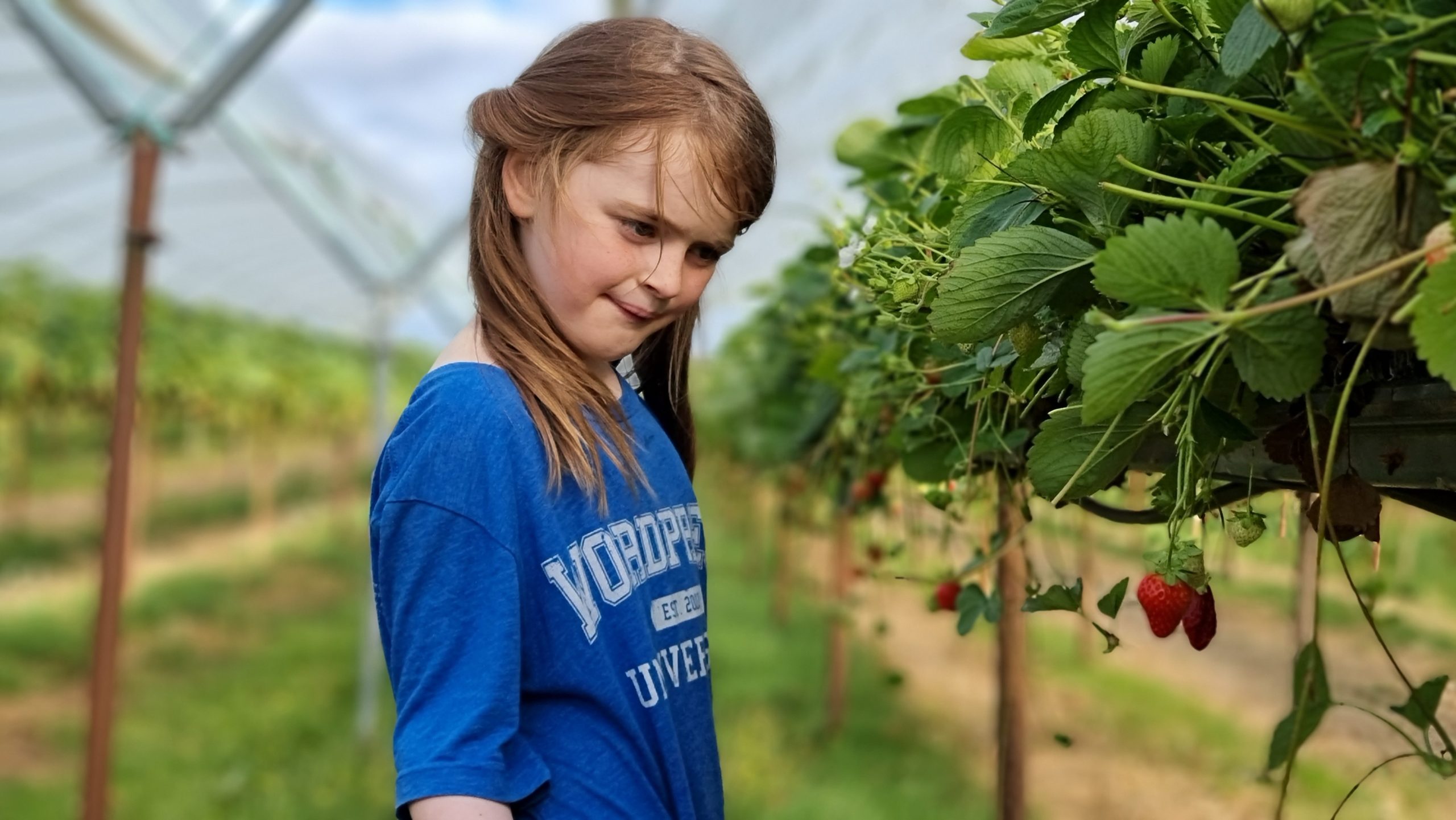 Full image of A girl looks at a strawberry.