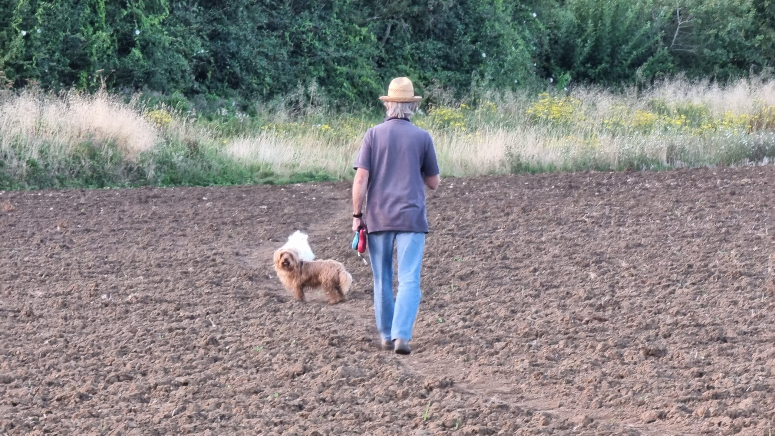 Full image of Dog walker in a recently turned-over field.