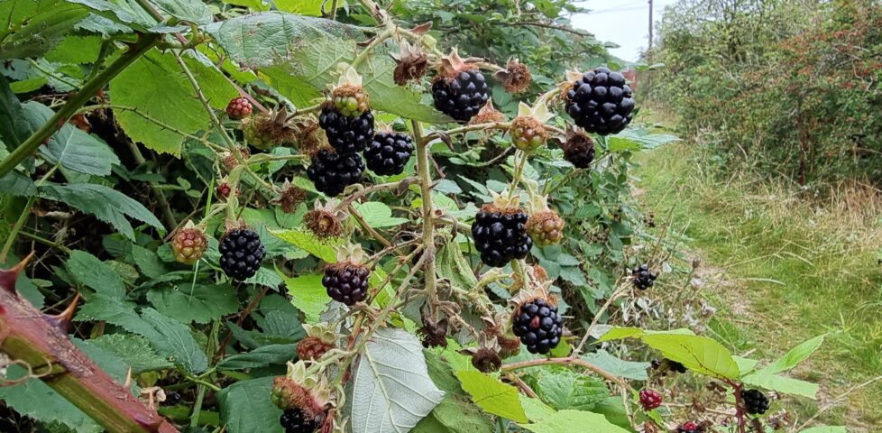 A crop of blackberries.