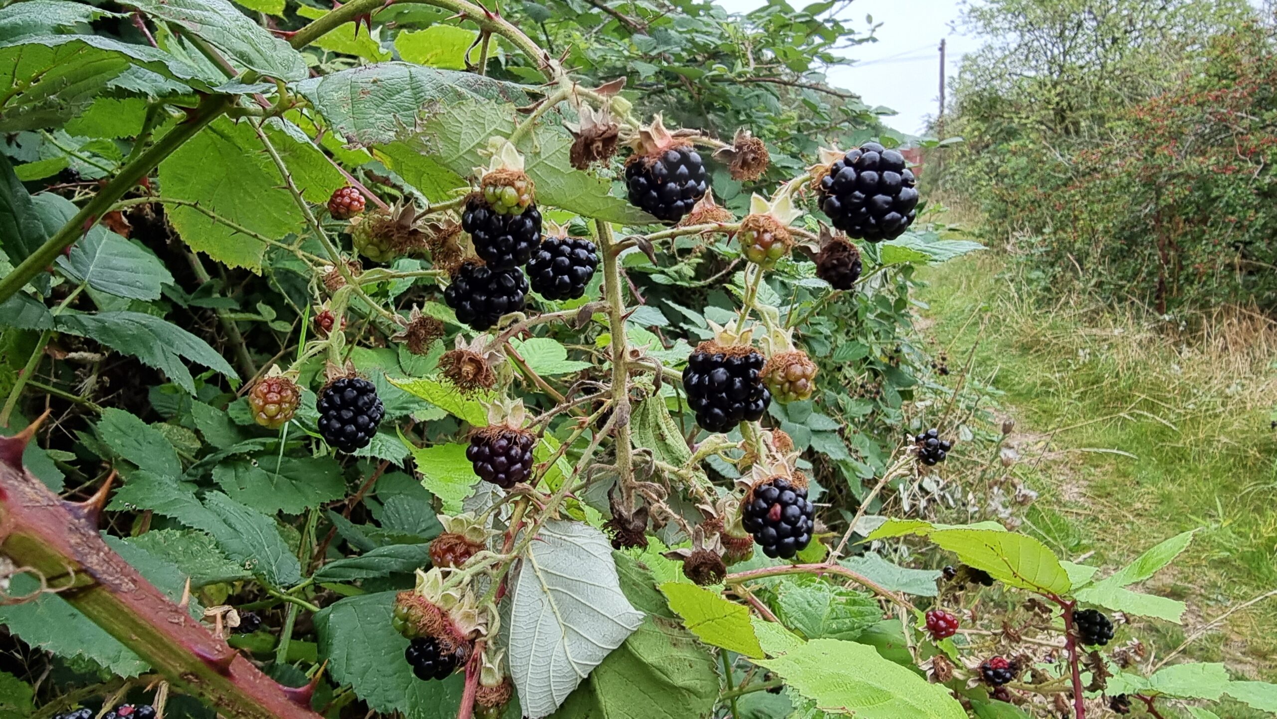 Full image of A crop of blackberries.