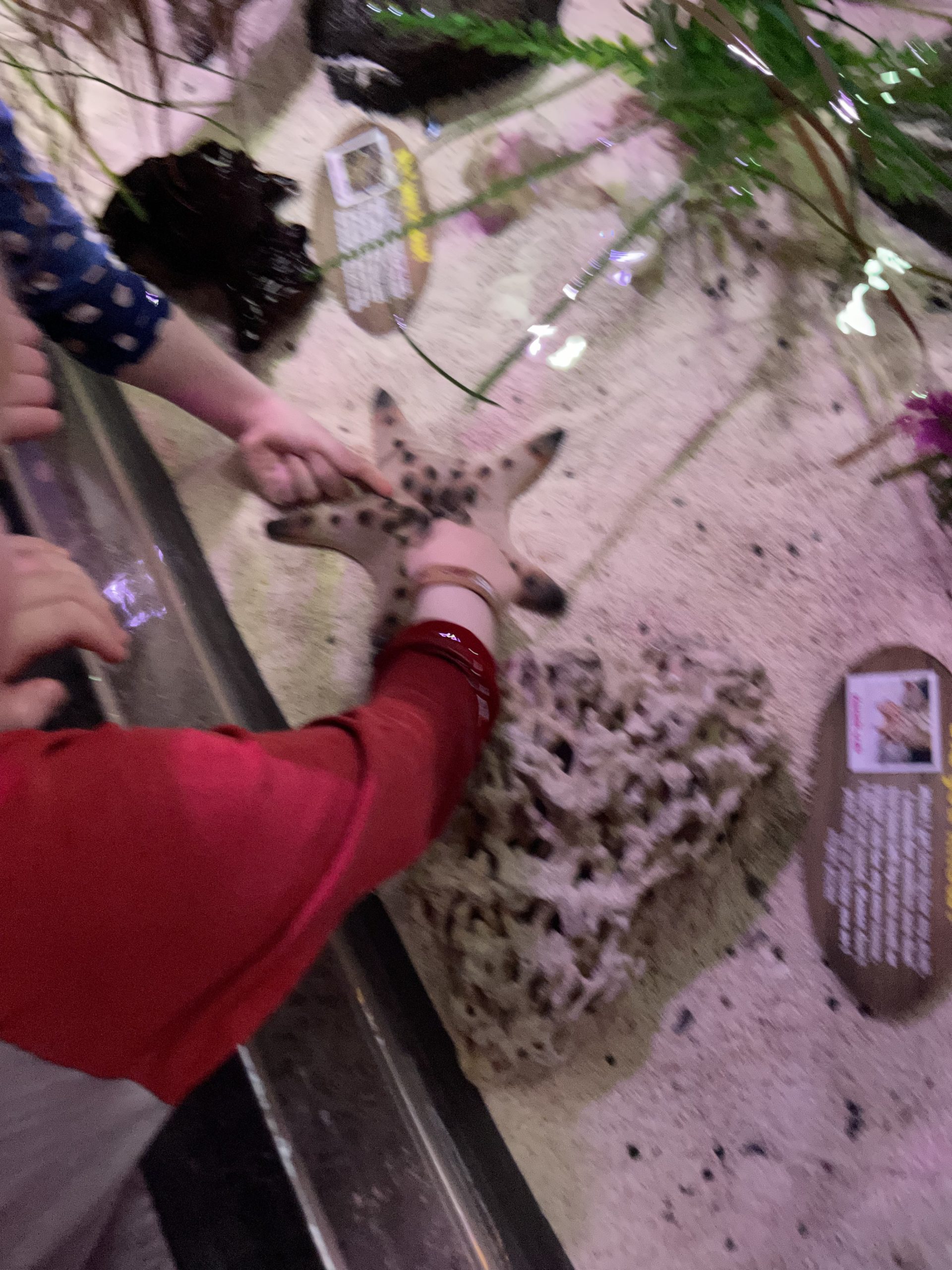 Full image of Starfish with childrens' hands nearby.