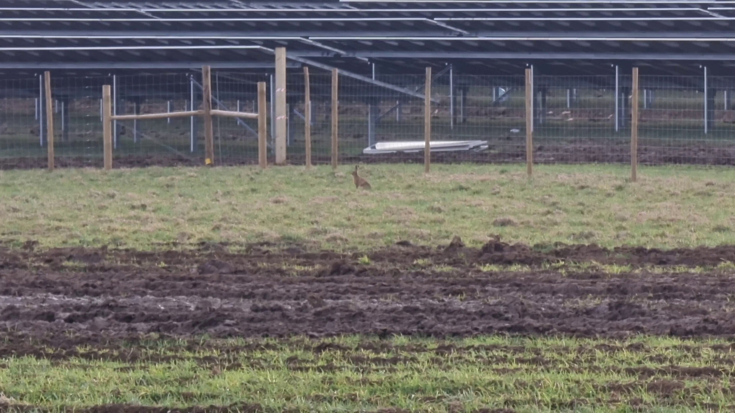 Full image of A hare in front of a solar farm
