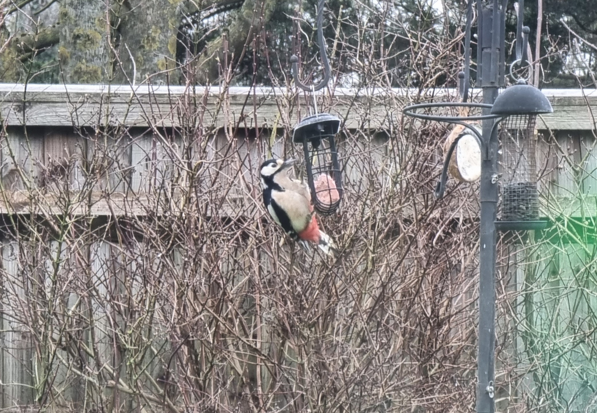 Full image of A greater spotted woodpecker hangs off a feeder cage with a fat/seed ball inside.