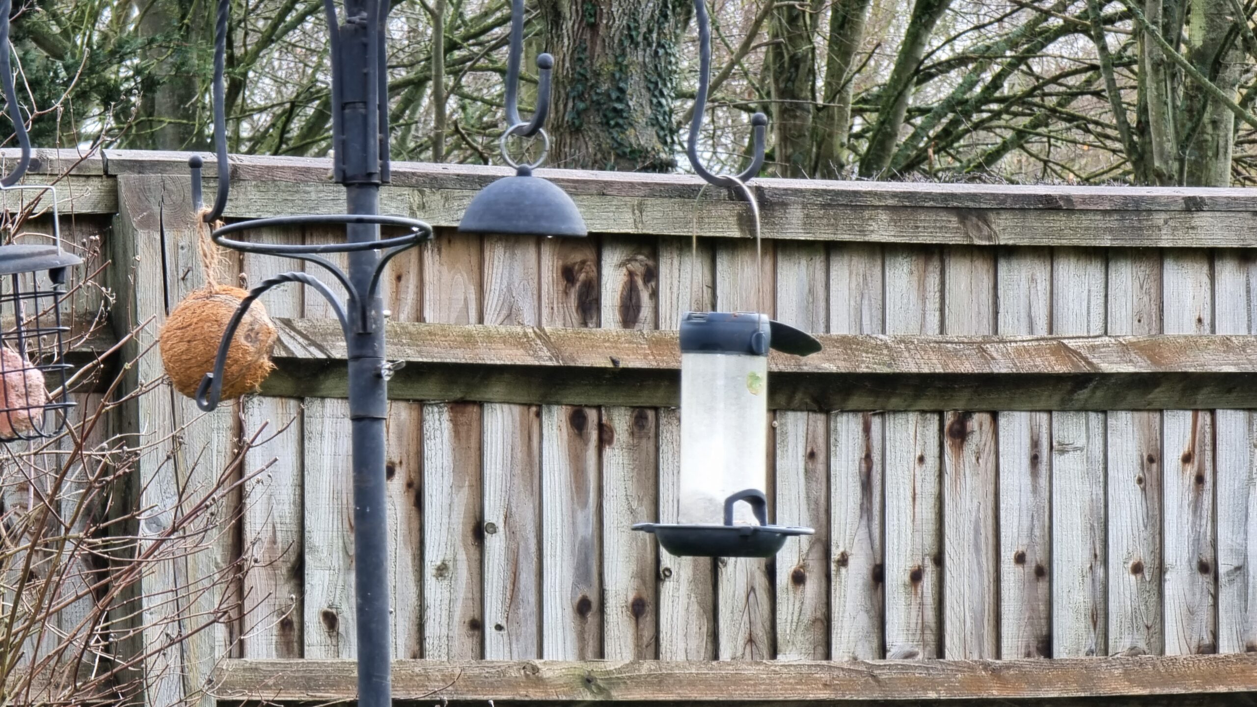Full image of Bird feeder with a missing cage: only its lid continues to hang.