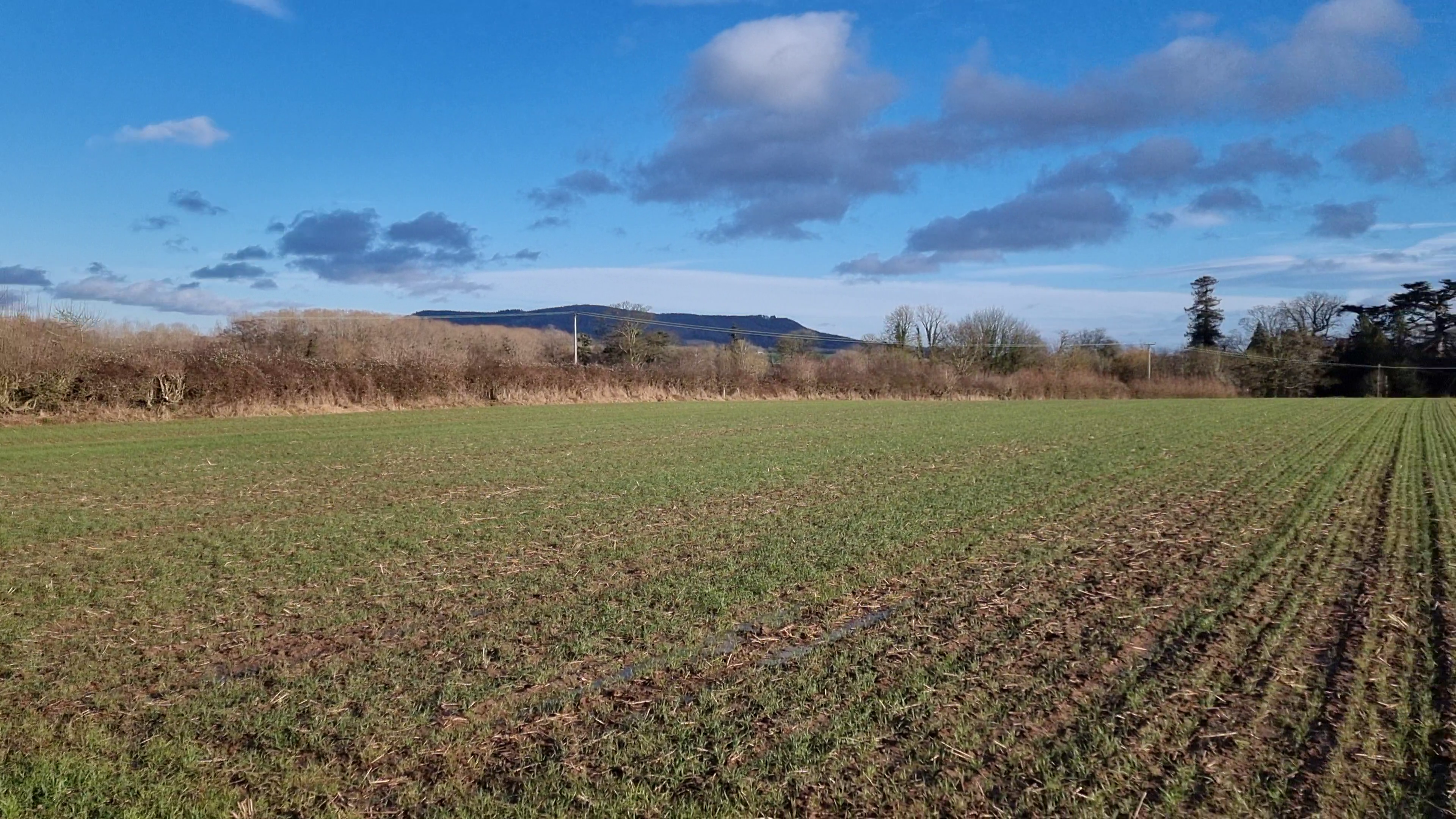 Full image of A wet field