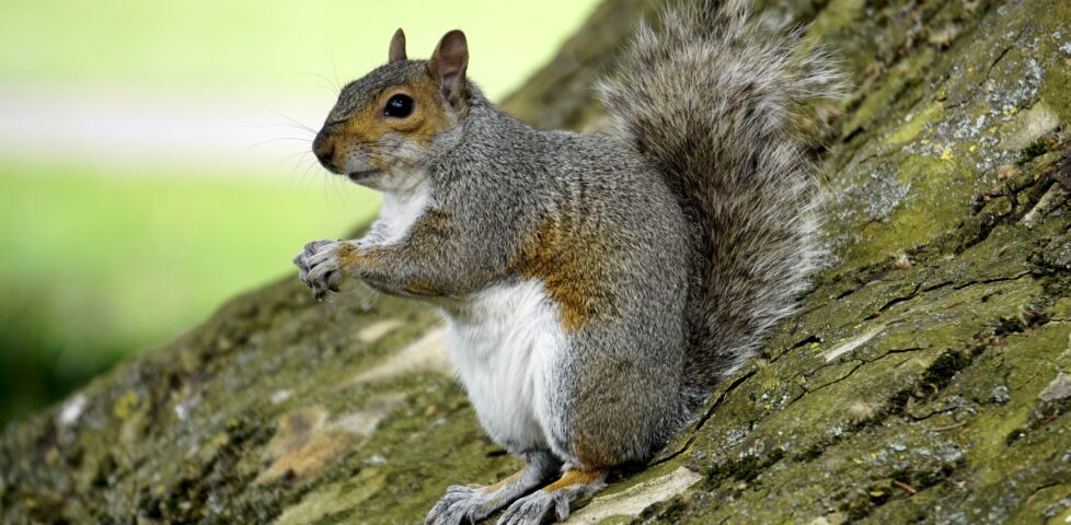 Grey squirrel sitting on a log.