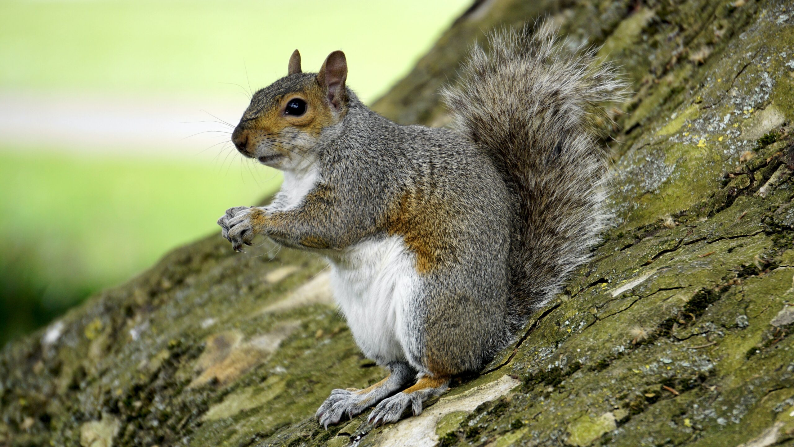 Full image of Grey squirrel sitting on a log.