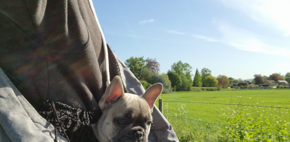 Dan carrying French Bulldog 'Demmy' in a dog carrier bag, with a sunny meadow behind them.