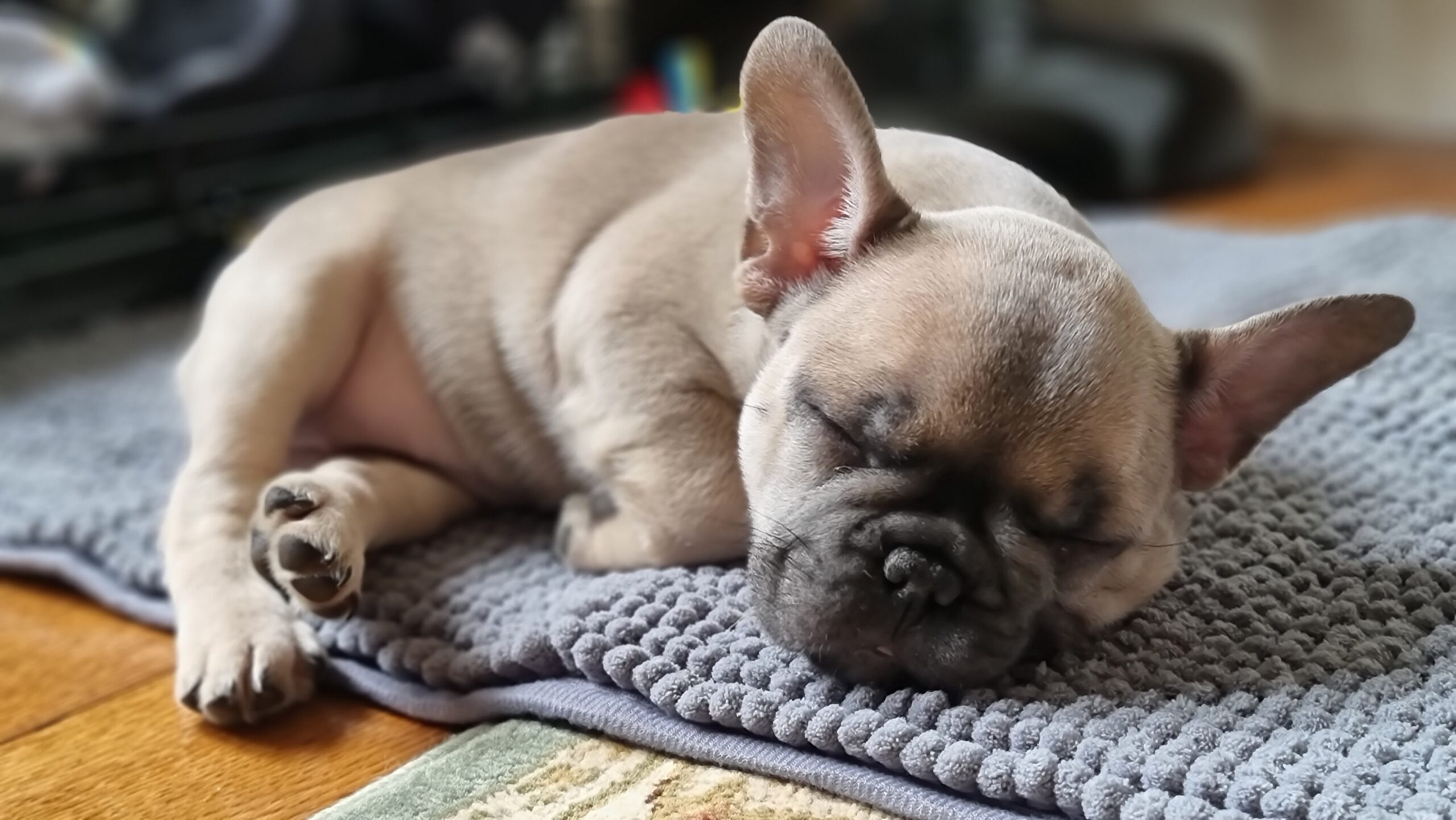 Full image of A French Bulldog puppy sound asleep on a doormat.