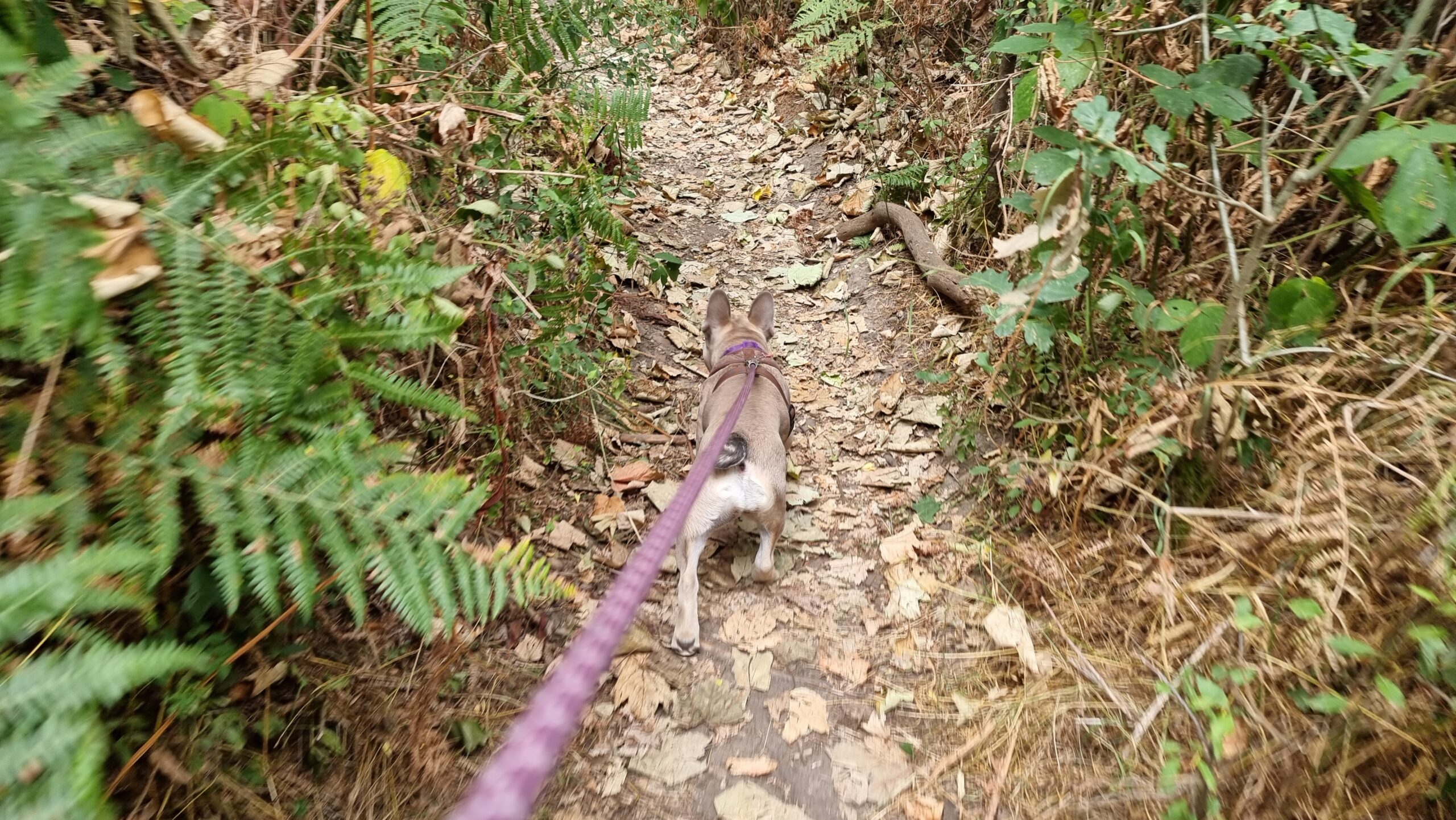 Full image of A small French Bulldog pup pulls on a purple lead away from the camera down a narrow woodland path.