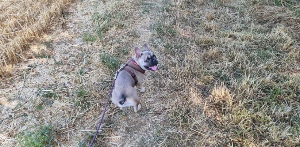 French Bulldog sitting on a dirt track amongst parched grass.