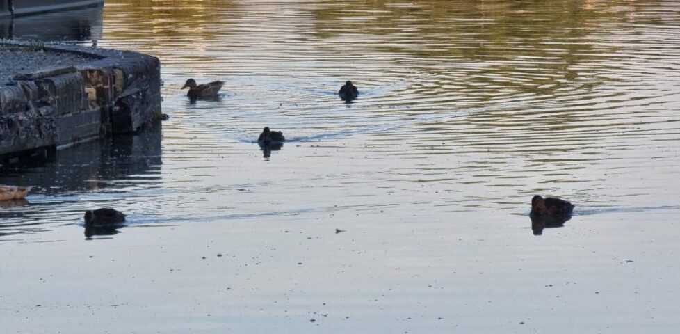 A family of ducks drift along a canal in the early morning light.