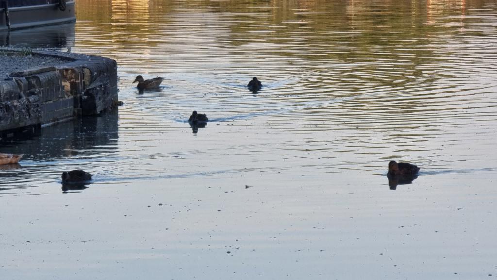 A family of ducks drift along a canal in the early morning light.