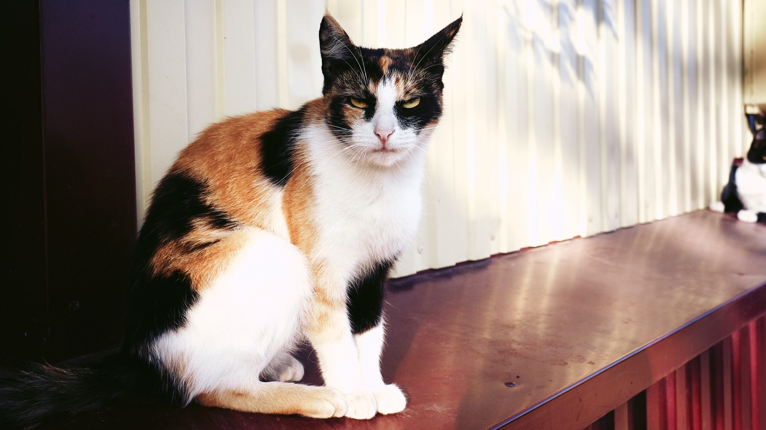 Full image of A calico cat on a red ledge against the white outside wall of a building, shadowed by leaves, stares into the camera with a grumpy half-closed-eyes look.