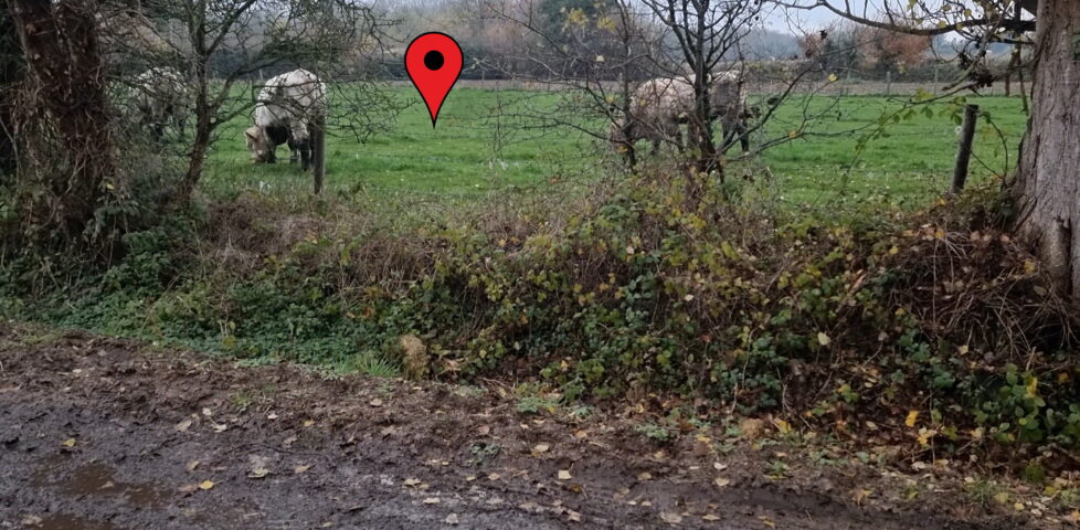 A view through a barbed-wire fence, flanked by trees, into a grassy field with three light brown bullocks. A map "pin" is superimposed indicating a point around 25 metres into the field.