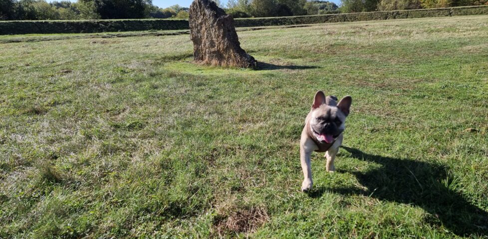 A French Bulldog runs towards the camera, her tongue hanging out, in a grassy field. Standing stones can be seen in the background, under a blue sky.