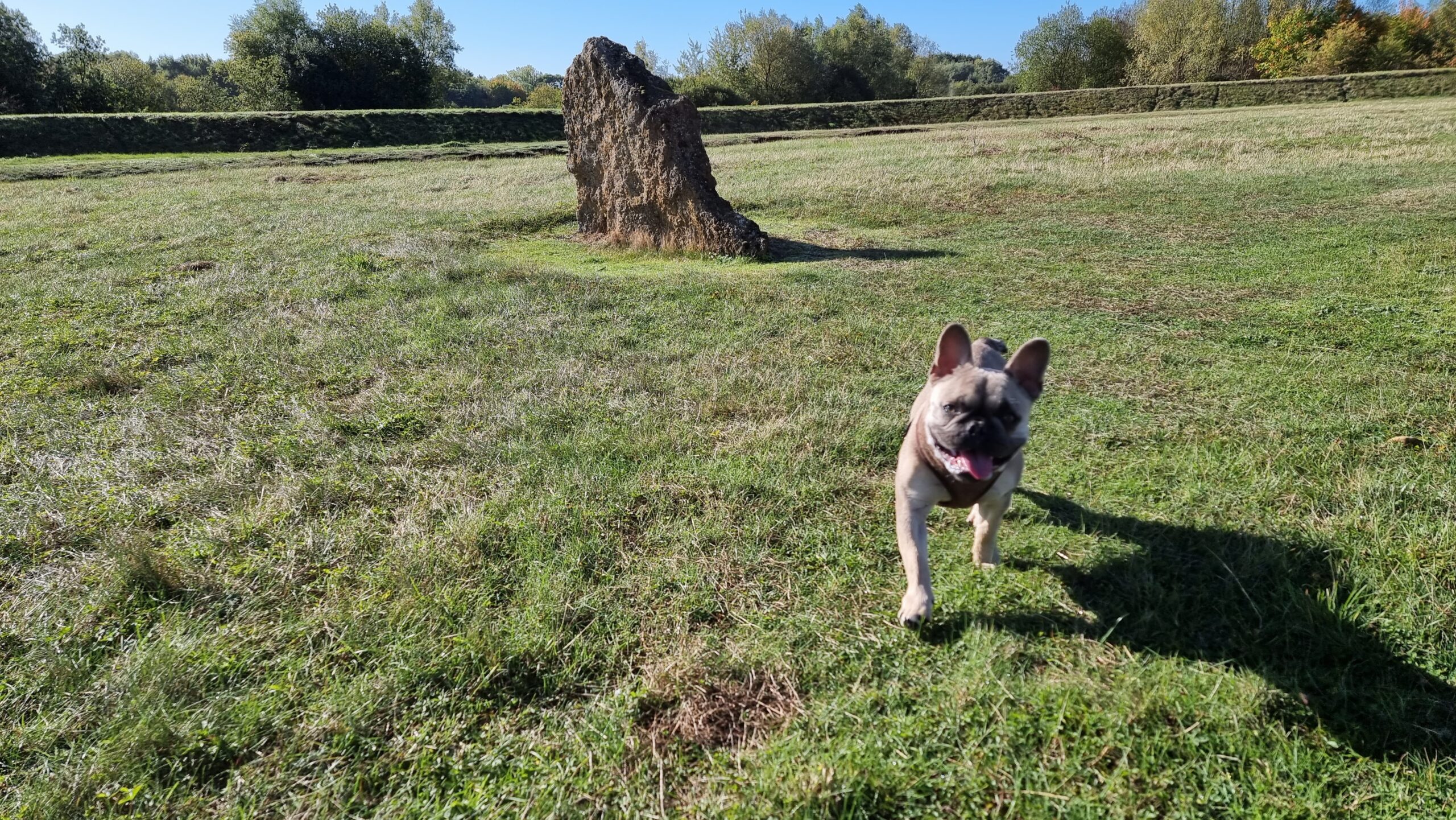 Full image of A French Bulldog runs towards the camera, her tongue hanging out, in a grassy field. Standing stones can be seen in the background, under a blue sky.