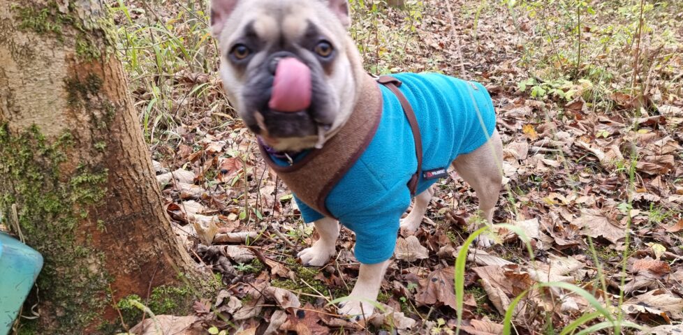 Demmy, a small French Bulldog wearing a blue jacket, licks her nose at the base of a tree amonst leaf litter. In the bottom corner of the picture, the corner of a green plastic box can be seen hiding behind the tree.