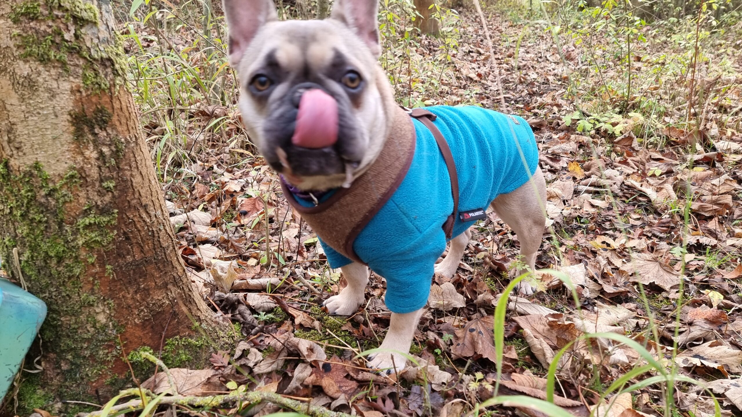 Full image of Demmy, a small French Bulldog wearing a blue jacket, licks her nose at the base of a tree amonst leaf litter. In the bottom corner of the picture, the corner of a green plastic box can be seen hiding behind the tree.