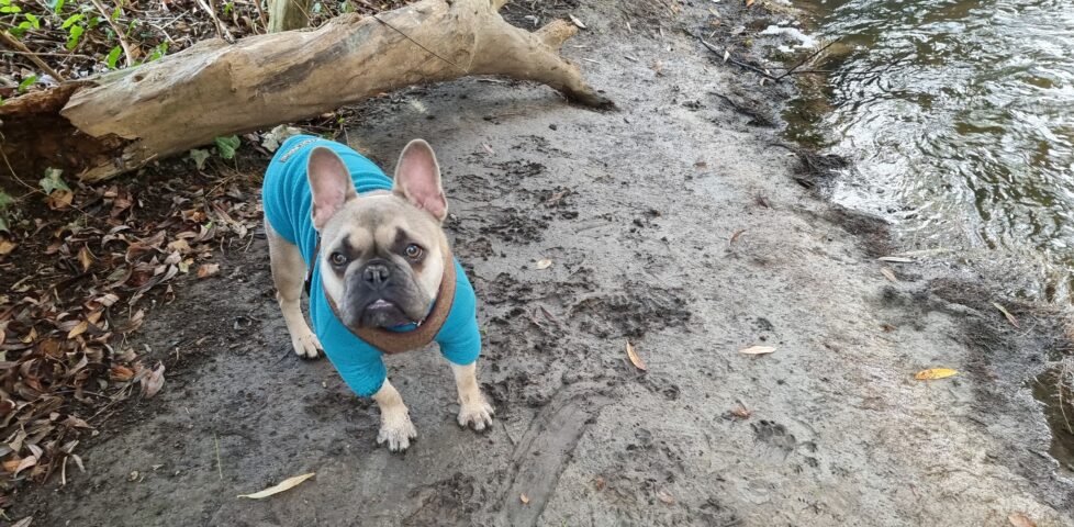 A French Bulldog in a blue jacket stands on a muddy riverbank amongst fallen trees and leaf litter. There are many canine footprints in the mud.