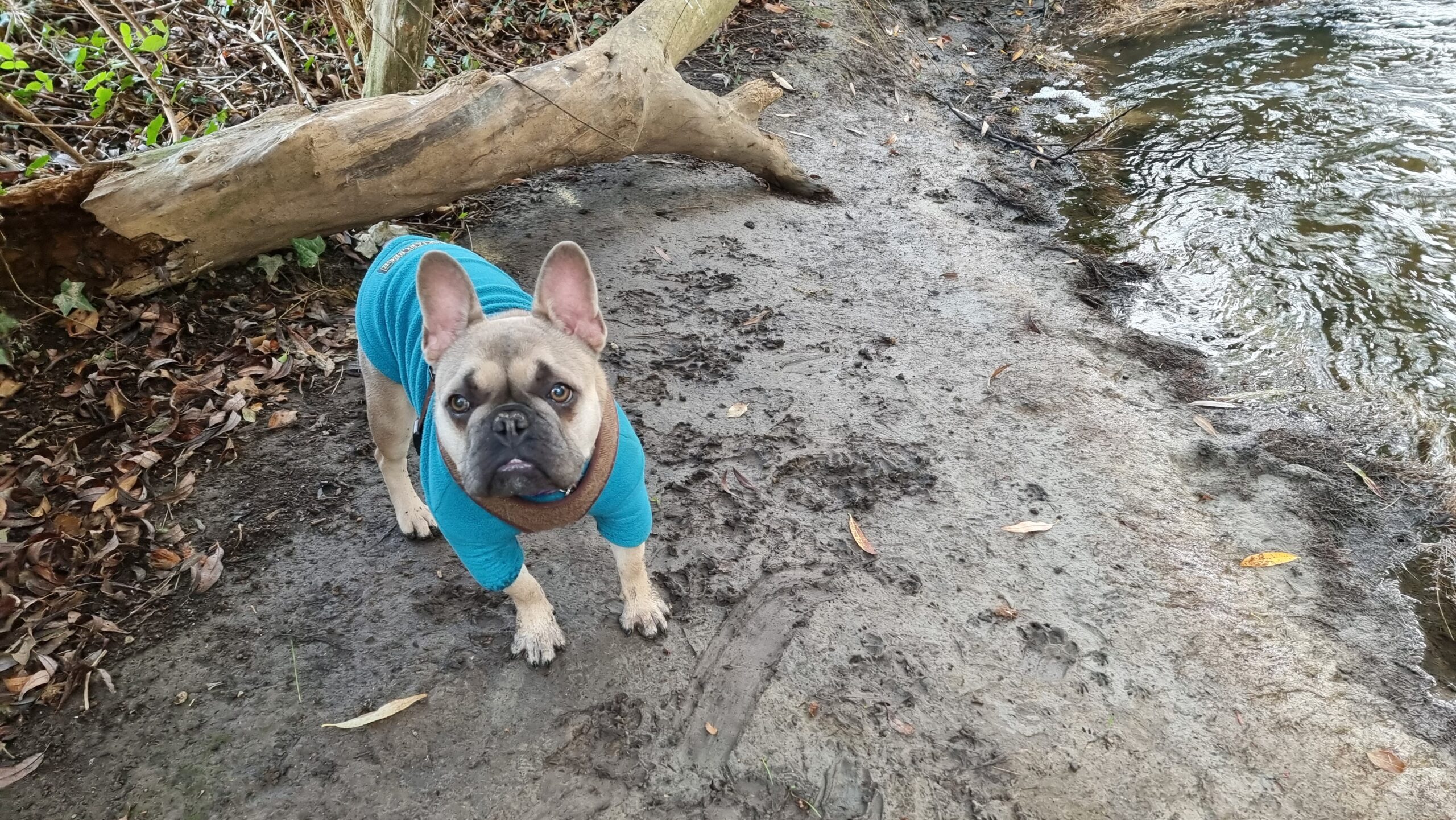 Full image of A French Bulldog in a blue jacket stands on a muddy riverbank amongst fallen trees and leaf litter. There are many canine footprints in the mud.