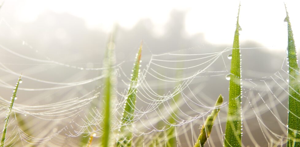 Photo showing fragile dewey spiderwebs on blades of grass.