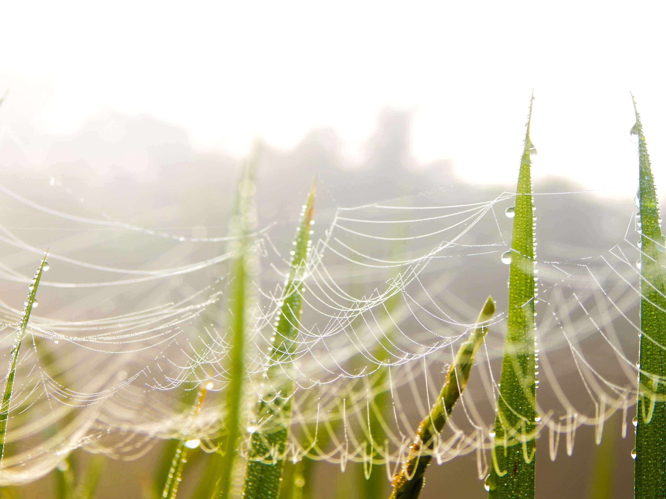 Full image of Photo showing fragile dewey spiderwebs on blades of grass.