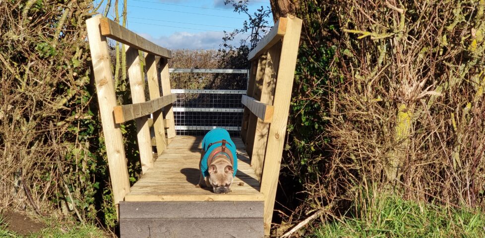 A French Bulldog in a blue jacket stands on a newly-constructed wooden footbridge. The footbridge is sandwiched into a hedge and spans a ditch separating two fields. The dog is sniffing at the bridge, as if she's hunting for something.