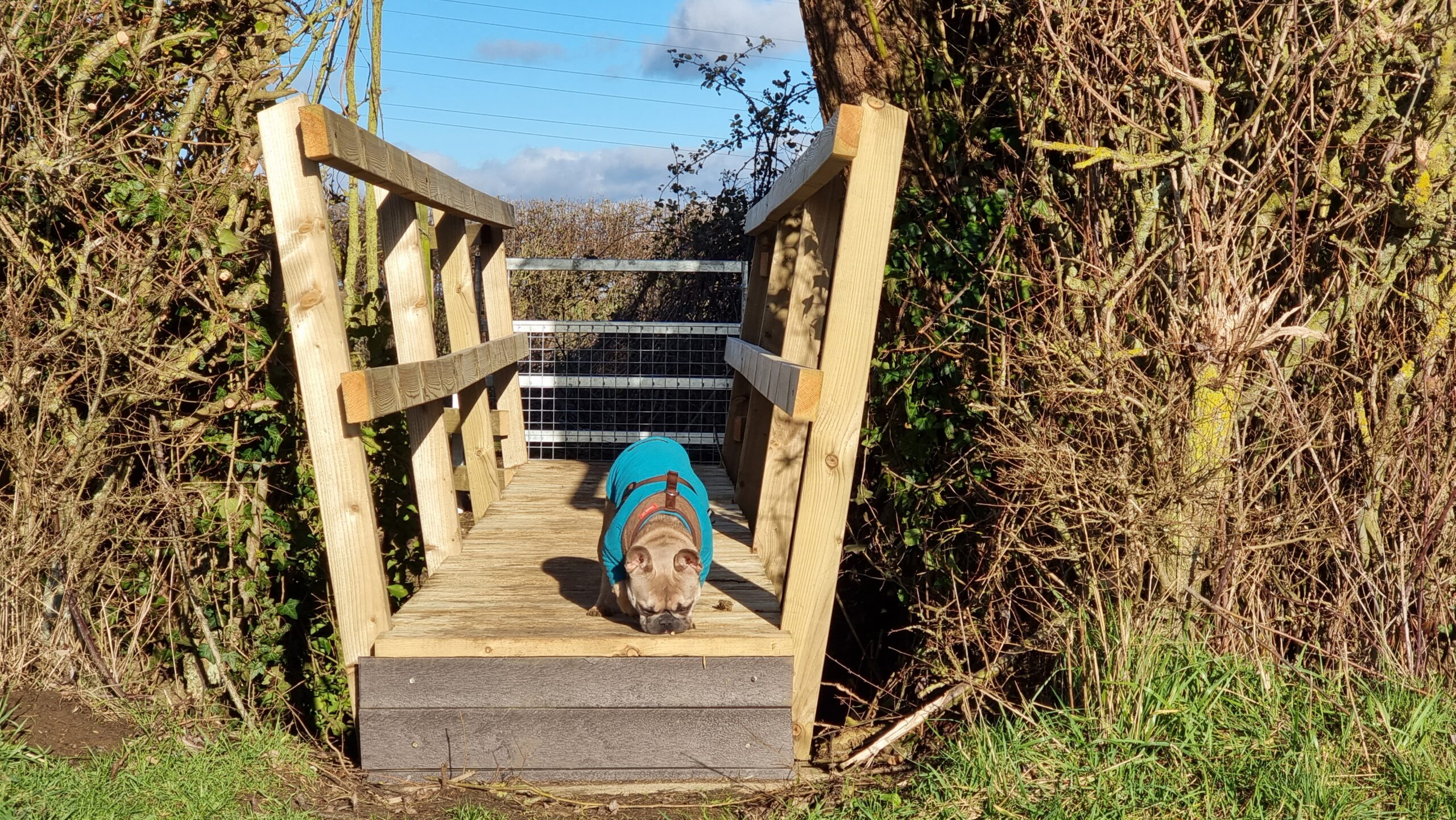 Full image of A French Bulldog in a blue jacket stands on a newly-constructed wooden footbridge. The footbridge is sandwiched into a hedge and spans a ditch separating two fields. The dog is sniffing at the bridge, as if she's hunting for something.