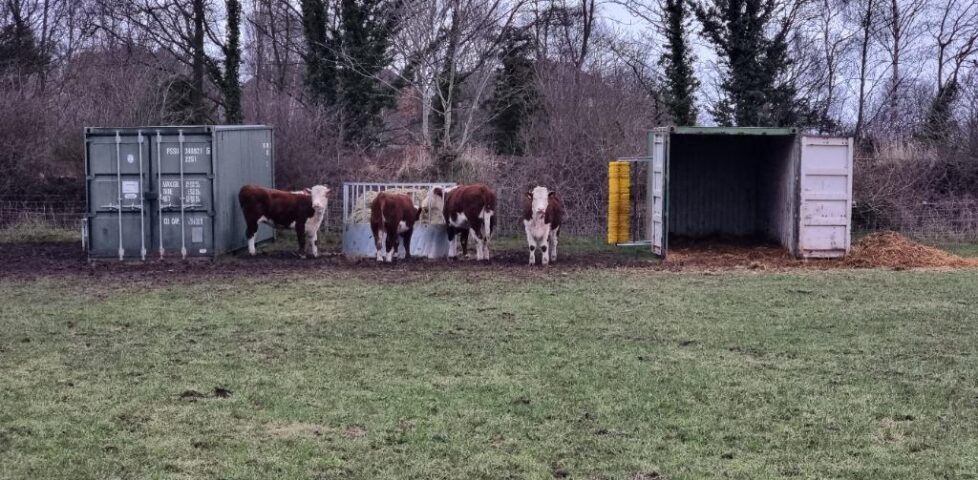 A group of brown-and-white cattle eat hay from a feeder in a grassy field, sandwiched between two shipping containers which seem to act as a makeshift shelter.